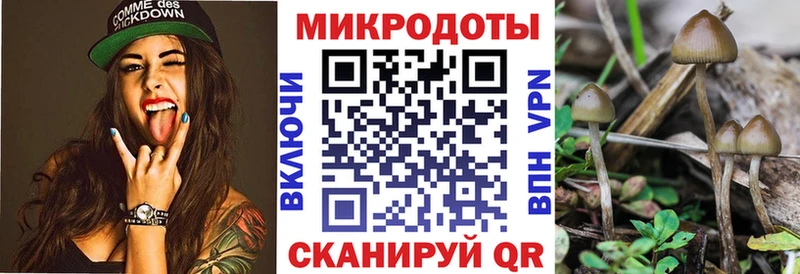 Галлюциногенные грибы Psilocybe Тогучин